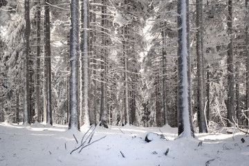 Frozen snowy trees in cold winter forest landscape.