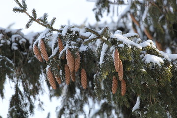 Зима и Новый год.