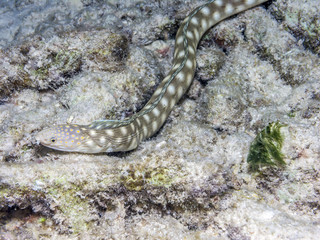 Obraz na płótnie Canvas Sharptail snake-eel