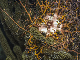 Basket star underwater on coral reef