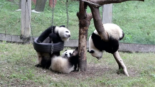 Playful Panda Cub are Playing on the Playground,Chongqing,China