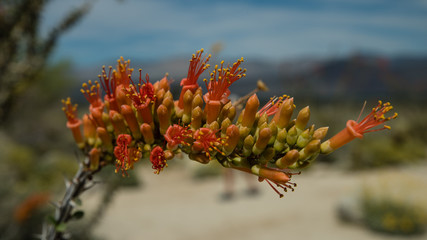 Desert flower in focus with distant mountains, blue sky and sandy desert floor in blurry bokeh background 