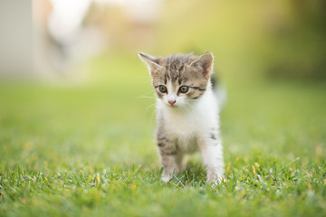 Naklejka na ściany i meble cute small kitten in a garden on a green grass background