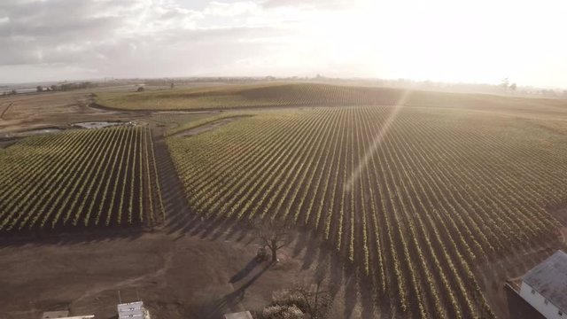 Wide landscape, vineyard aerial