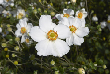 Anemone japonica