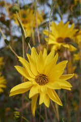 Helianthus tuberosus