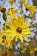 Helianthus tuberosus