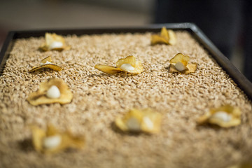 Catering / Vergoldete Chips auf Weizen