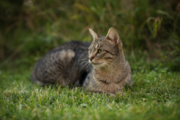 Naklejka na ściany i meble cat sitting on green grass