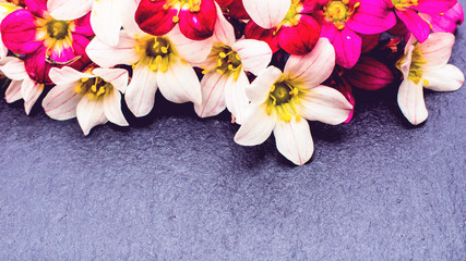 saxifraga bryoides or mossy saxifrage flowers on stone background with copy space. spring and summer border template . greeting and holiday card or postcard.