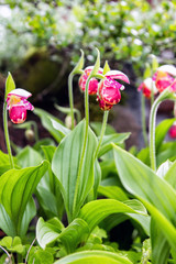 Flower of wild orchid Venerin slipper (Cypripedium macranthon) lady's slipper