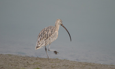 Longbilled Curlew