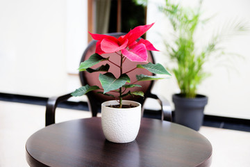 pot with flower poinsettia on the table