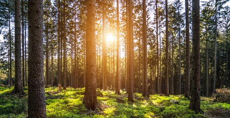 Obraz premium Silent Forest in spring with beautiful bright sun rays