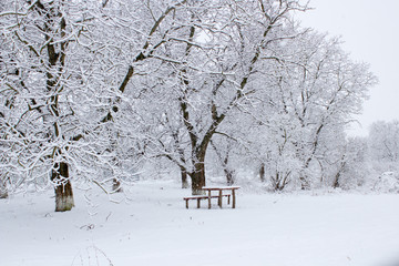 winter in the garden