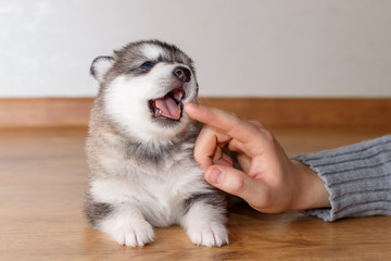 Little puppy of breed the Alaskan Malamute lying on the floor and yawns. Man finger-tickling his cheeks