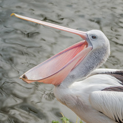Beautiful black and white Australian pelican with red beak