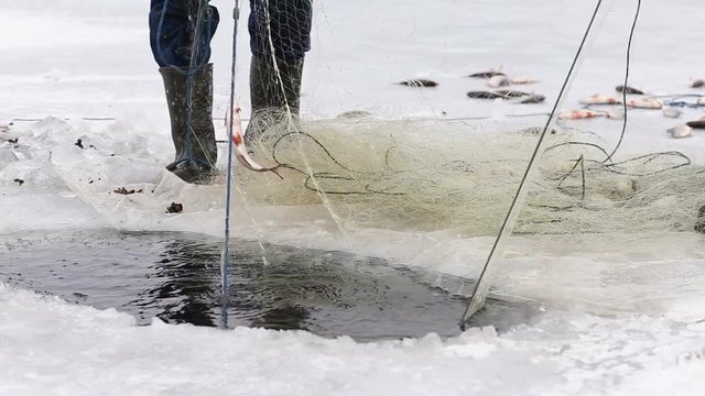 Fishermens pull fish out of the hole in a frozen pond. Winter fishing
