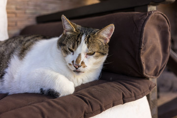 white brown cat on couch close up