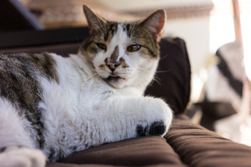 white brown cat on couch close up