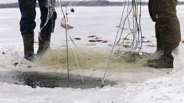 Fishermens pull fish out of the hole in a frozen pond. Winter fishing
