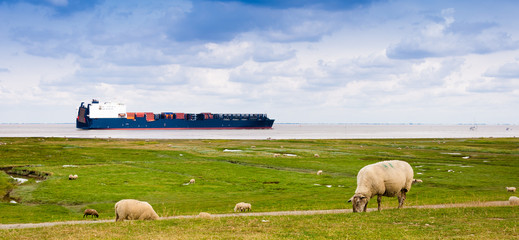 A container sheep on the river Elbe is passing sheeps on a dike near Cuxhaven, Germany