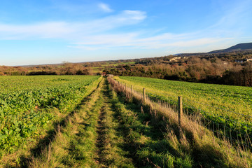 Fototapeta na wymiar Pathway Through Farmland 
