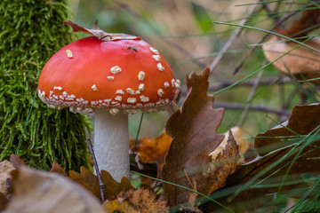 Fliegenpilz im Herbst