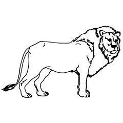 black and white vector silhouette of a lion