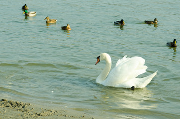 Beautiful white mute swan swimming in the blue water in the evening sunlight in Danube river Novi Sad, Serbia