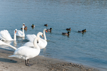 Flock of beautiful white mute swans swim in the blue water surrounded by ducks selective focus Novi Sad, Serbia