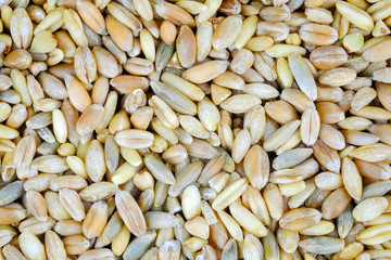 Wild rice. Can be used as a background.