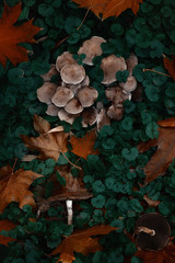Mushrooms in the forest under the leaves
