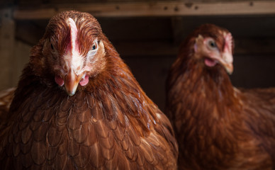 Close-up portrait of a hen in a chicken coop