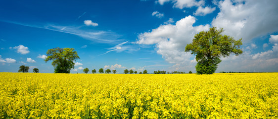 Spring Landscape with Trees in Field of Rapeseed in Bloom under Blue Sky