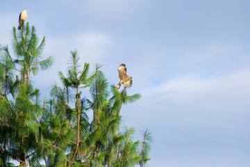  Bird on branch with blue sky