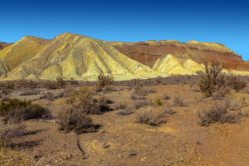 Kazakhstan. Saksaul on the background of the mountains of the national natural park 