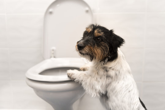 Toilettendeckel Photos Royalty Free Images Graphics Vectors Videos Adobe Stock