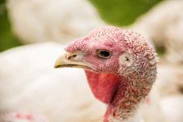 organic turkey bird  farm 