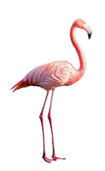 Pink Flamingo freigestellt