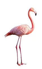 Foto op Aluminium Pink Flamingo freigestellt © Harald