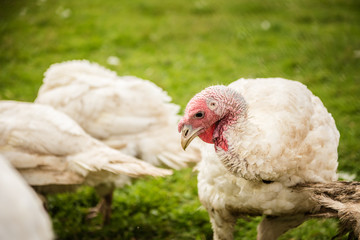 organic turkey bird farm