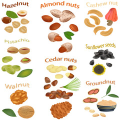 Set of nuts. Peanuts, cashews, hazelnuts, walnuts, sunflower seeds, almonds, pistachios, cedar nuts. The different nuts isolated on white background. Vector illustration.