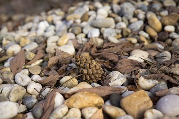 Pine cone on the stones in leaves. Slovakia