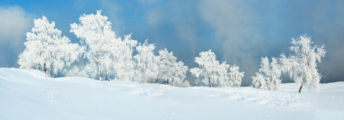 Fototapeta na wymiar Winter Landscape of Frost Forest with Blue Sky