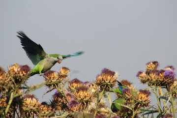 aterrizaje forzoso  © Eduardo