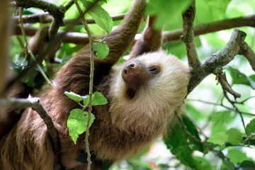 Fototapeta premium Dreifinger-Faultier