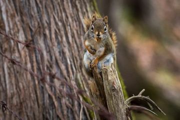 Red squirrel with food in its mouth on a fence post