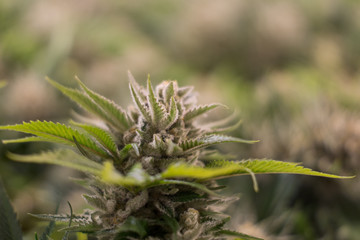 Cannabis flower close-up 