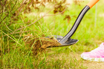 Woman remove tree from backyard, digging soil with shovel